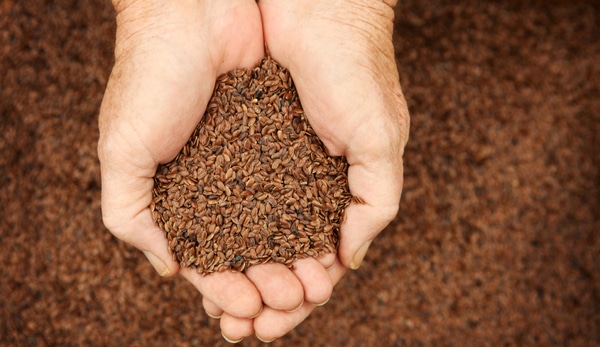 flaxseed resized