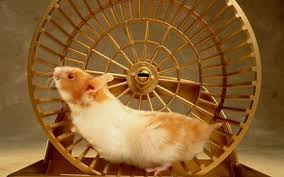 hamster