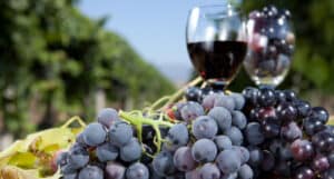 wine and grapes