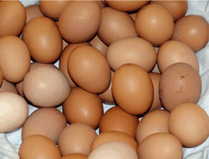 eggs