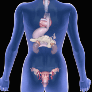 endocrine system